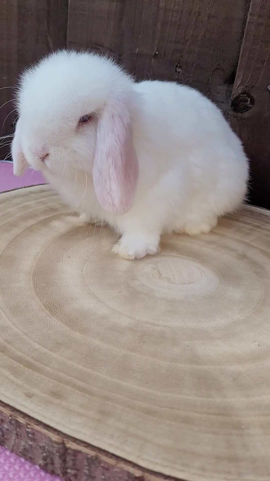 Mini Lop rabbits for sale: 3 Stunning baby pure bred mini lops available.  - Video 1