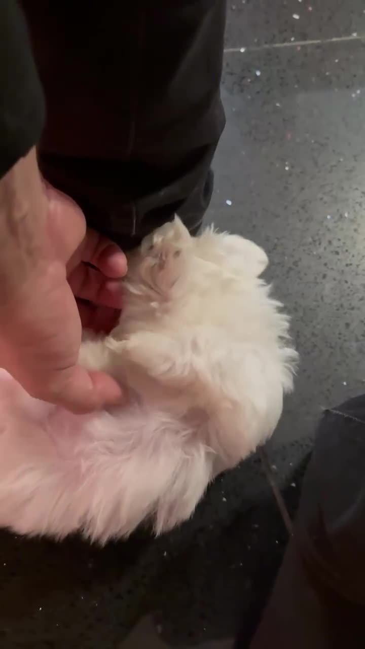 Maltese dogs for sale: Purebred Maltese Puppies for Sale - Video 1