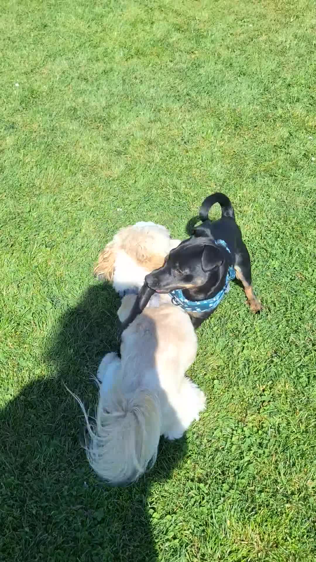 Jack Russell dogs for stud: Jack Russel stud - Nero - Video 2