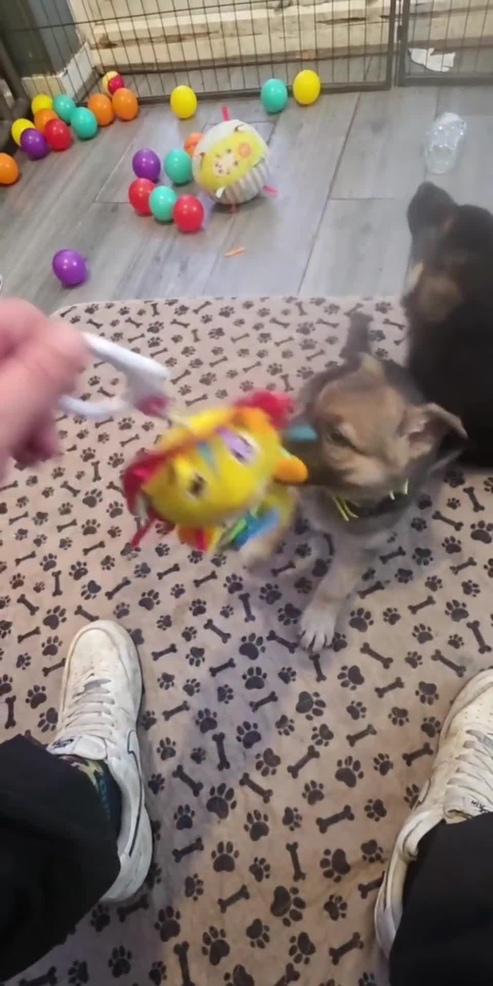 German Shepherd dogs for sale: German shepherd pups - Video 1