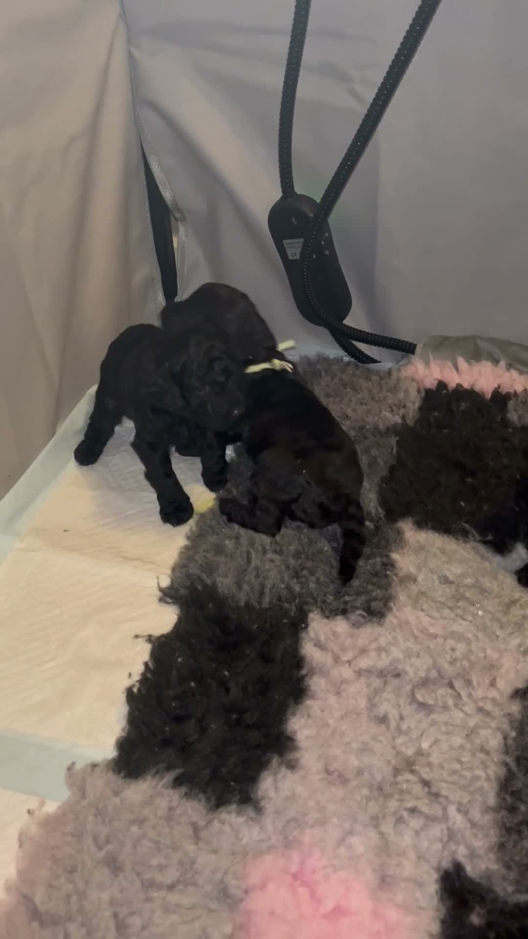 Cockapoo F1b puppies for sale in Doncaster | Pets4Homes