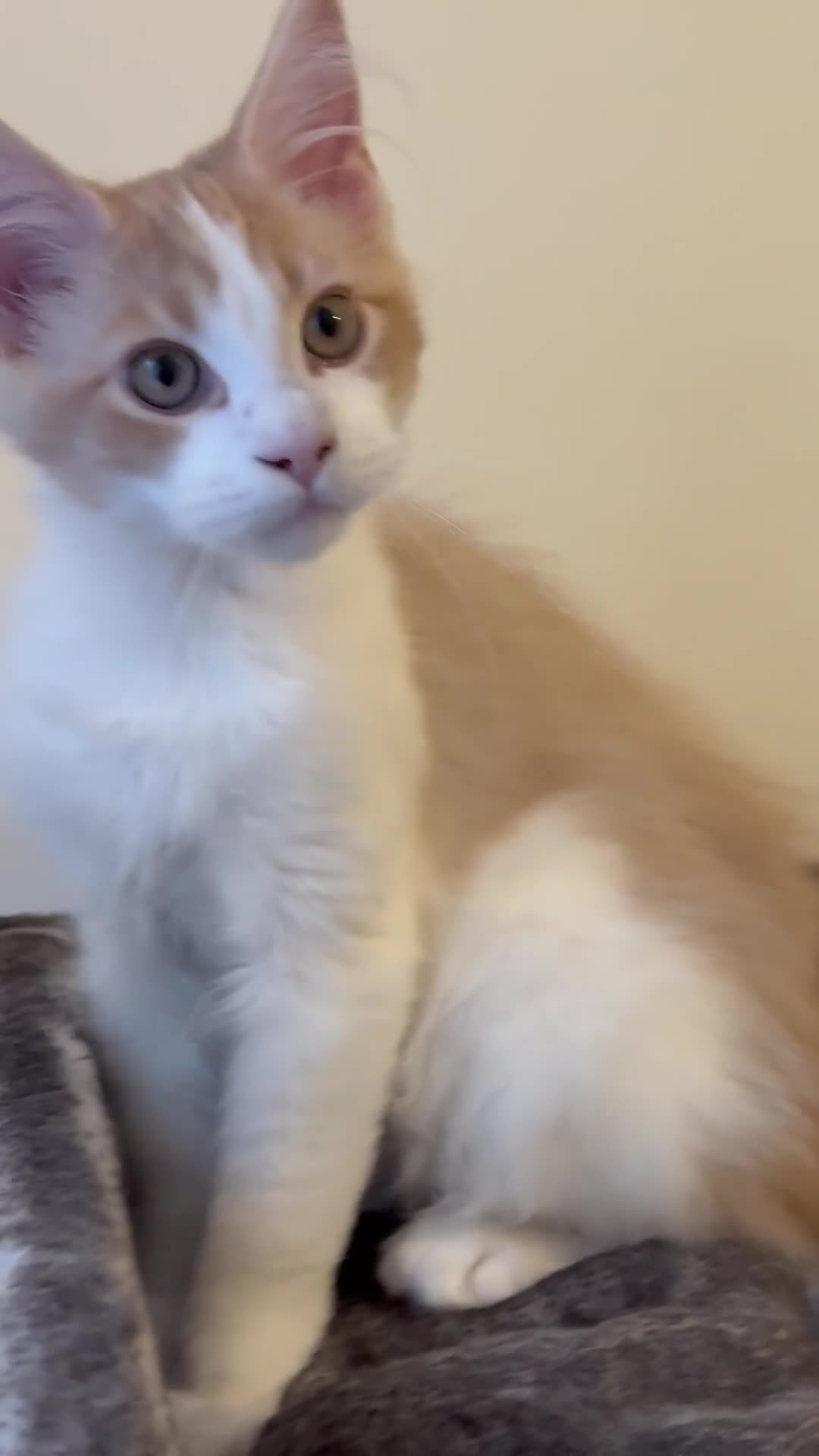 Maine Coon cats for sale: A wonderful Maine Coon Shaded Line male - Video 1