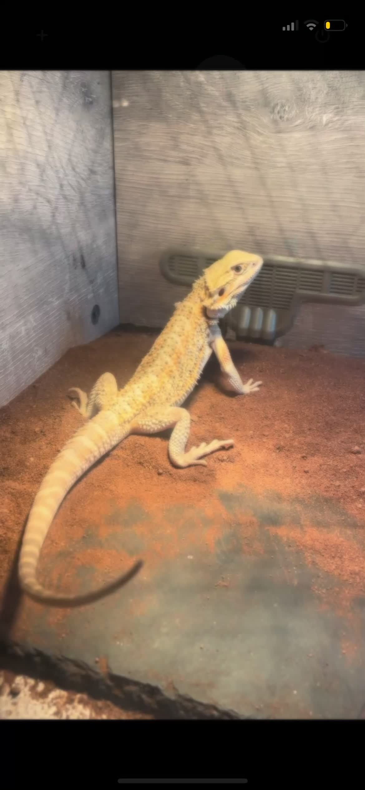 Bearded Dragon reptiles for sale: 1 year old bearded dragon and enclosure  in Bristol - Video 1
