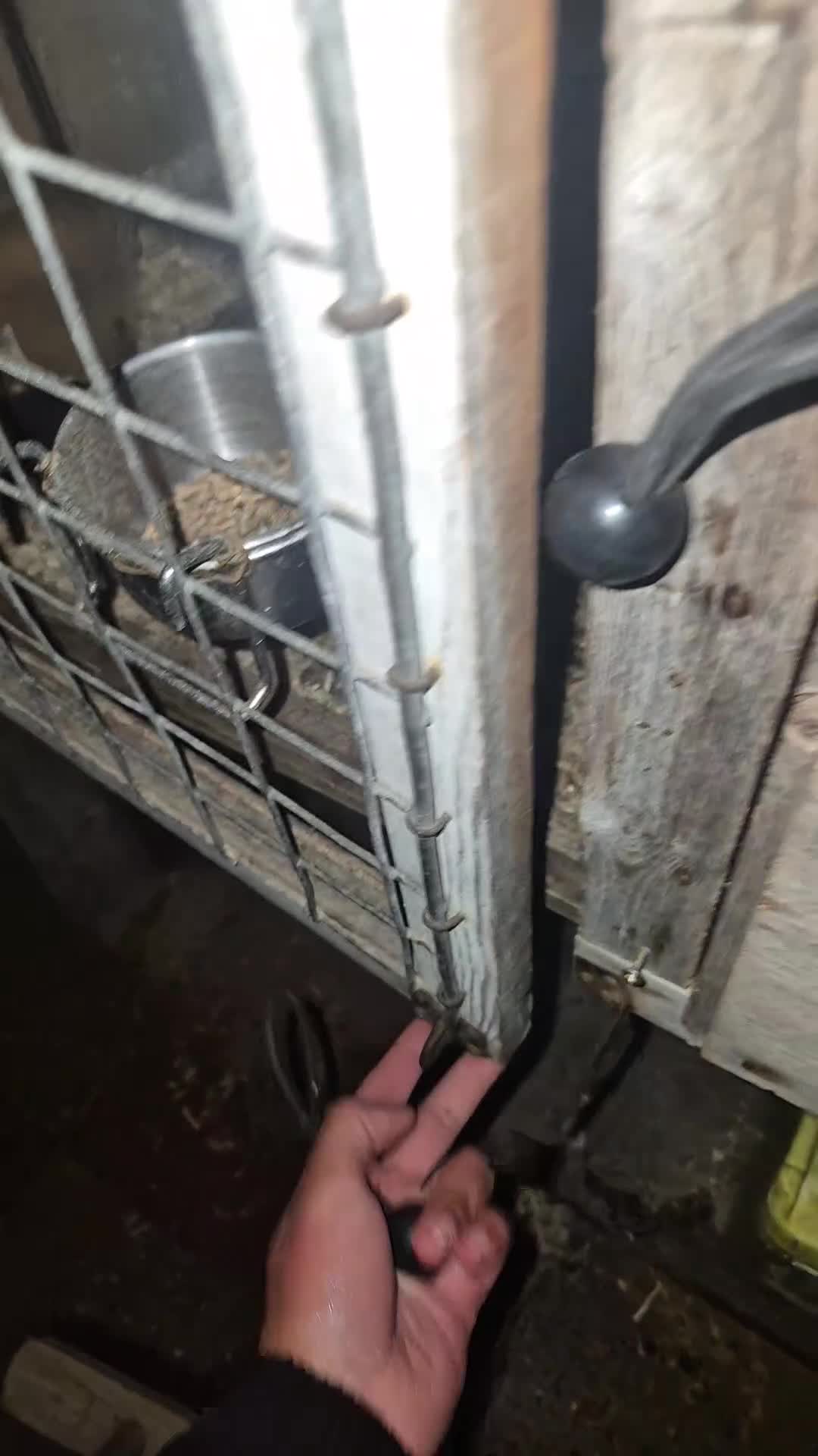 Chickens poultry for sale: Pure aseel hen and pullet, ganoi chicks,hint stag - Video 4