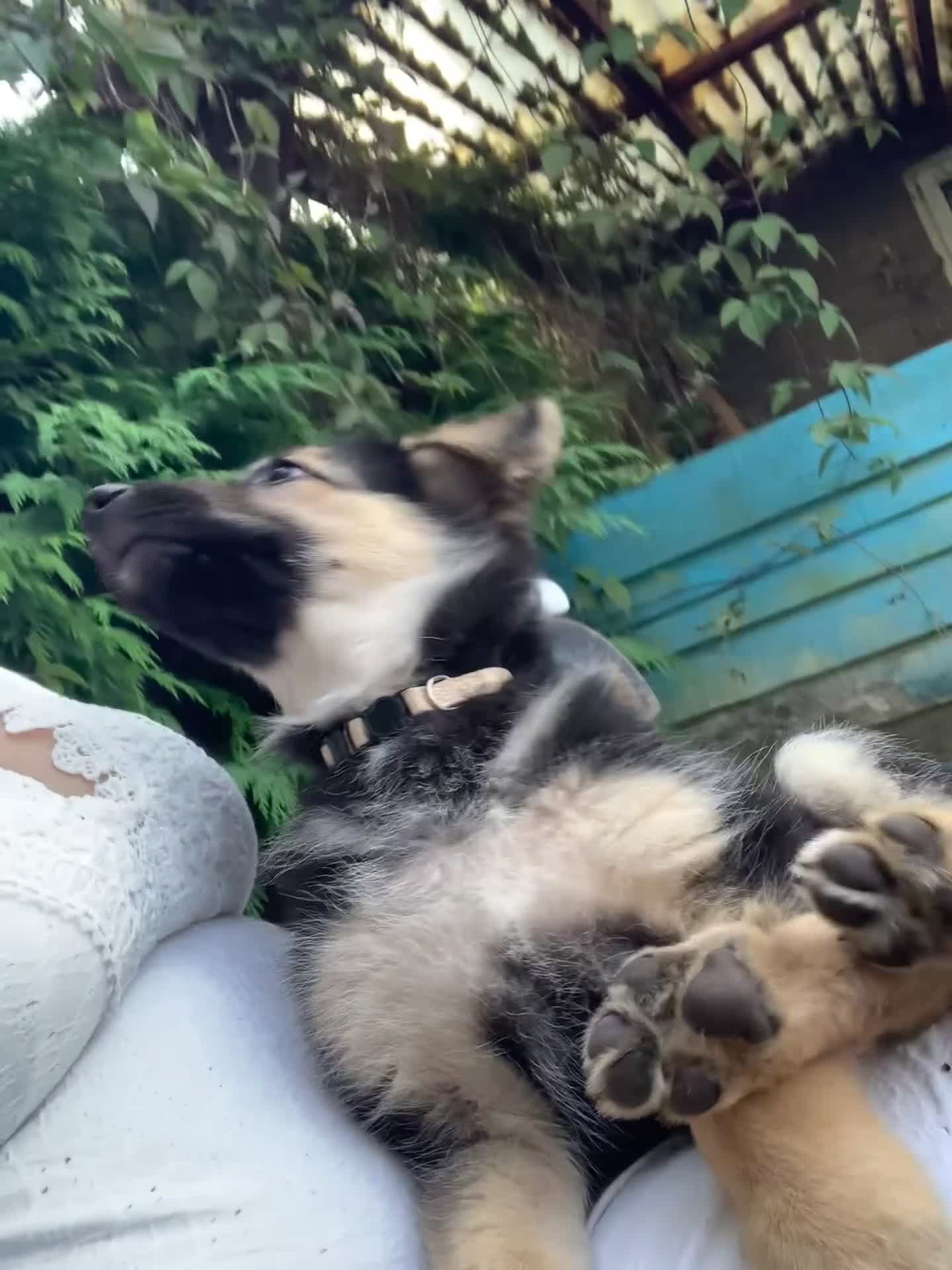 German Shepherd dogs for sale: Quality Straight Backed German Shepherd Puppies - Video 1