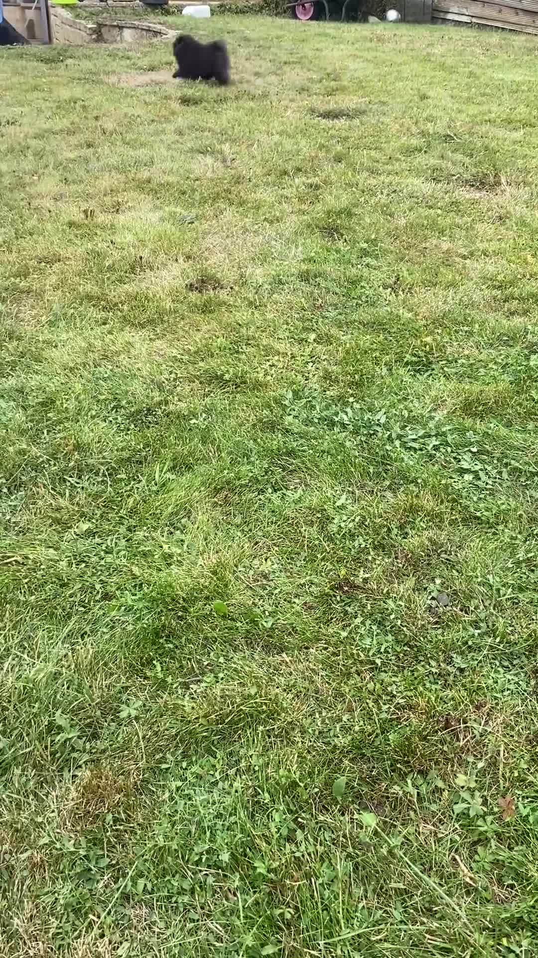 Pomeranian dogs for sale: Beautiful boy Pomeranian puppy 💙 - Video 2