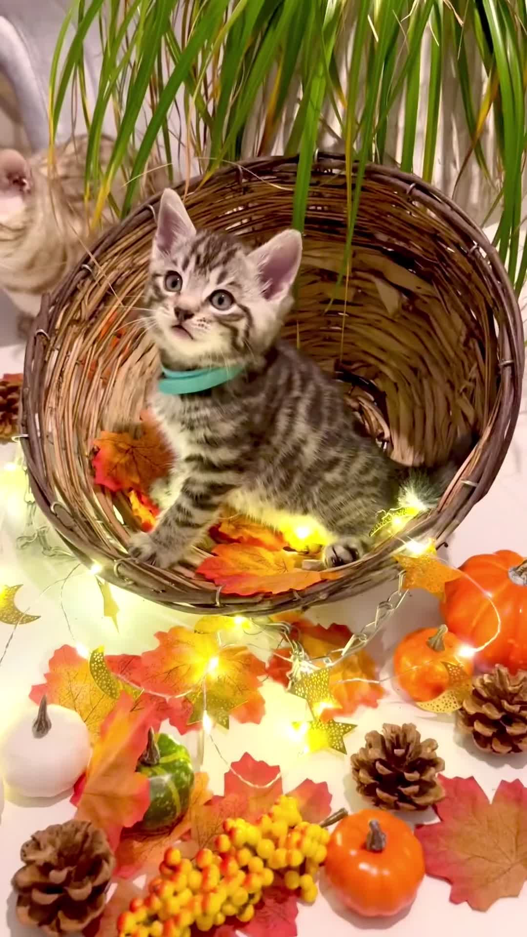 Bengal cats for sale:  Beautiful Bengal kittens  - Video 1