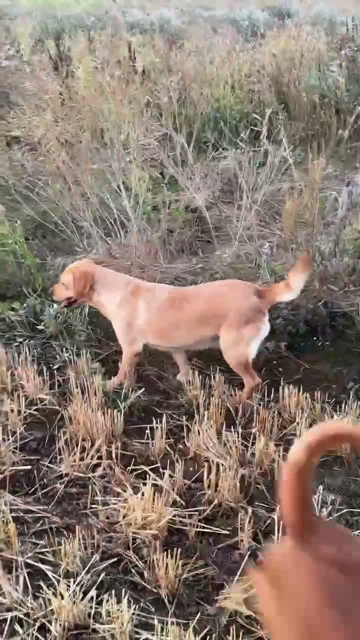 Labrador Retriever dogs for sale: Lovely KC reg, health tested yellow Labrador  - Video 3