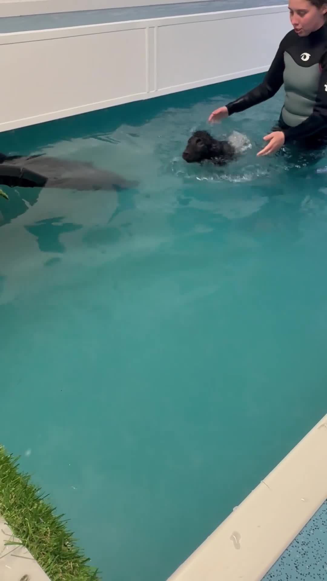 Irish Water Spaniel dogs for sale: Irish water spaniel pup - Video 1