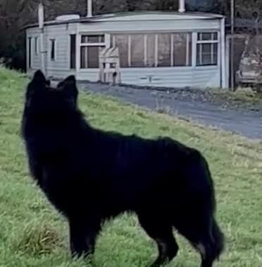 German Shepherd dogs for stud: Old-fashioned type GERMAN SHEPHERD at stud - Video 1