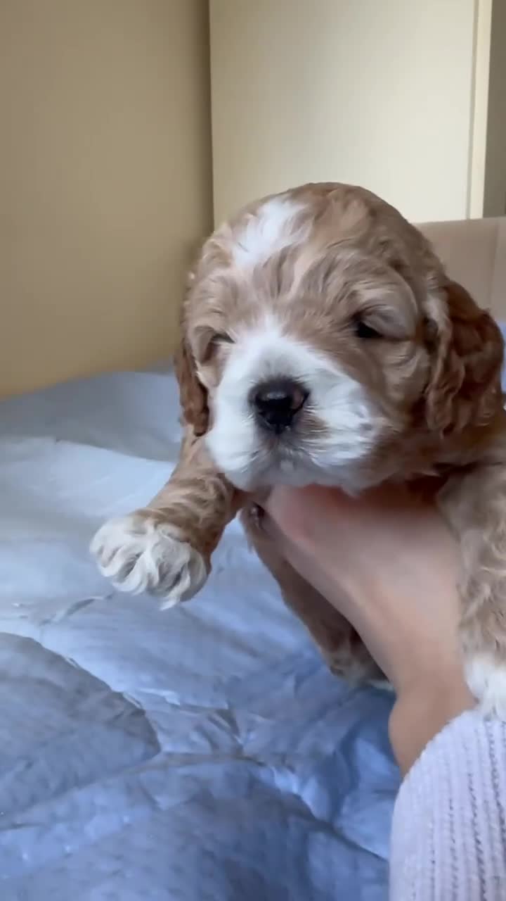 Cockapoo dogs for sale: Unique F1 Cockapoo Puppies - Video 1