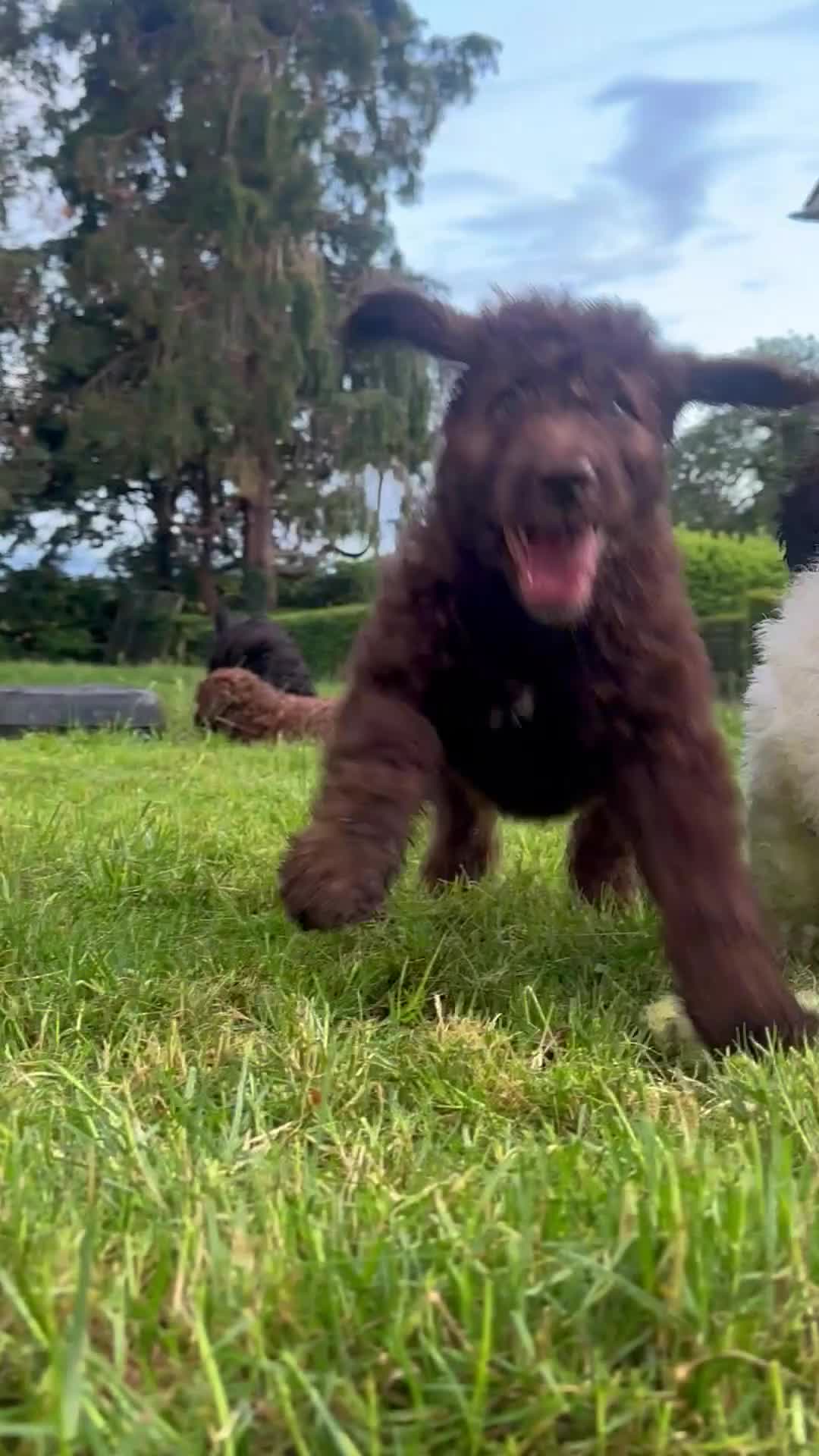 Saint Berdoodle dogs for sale: Premium St Berdoodle Puppies  - Video 4