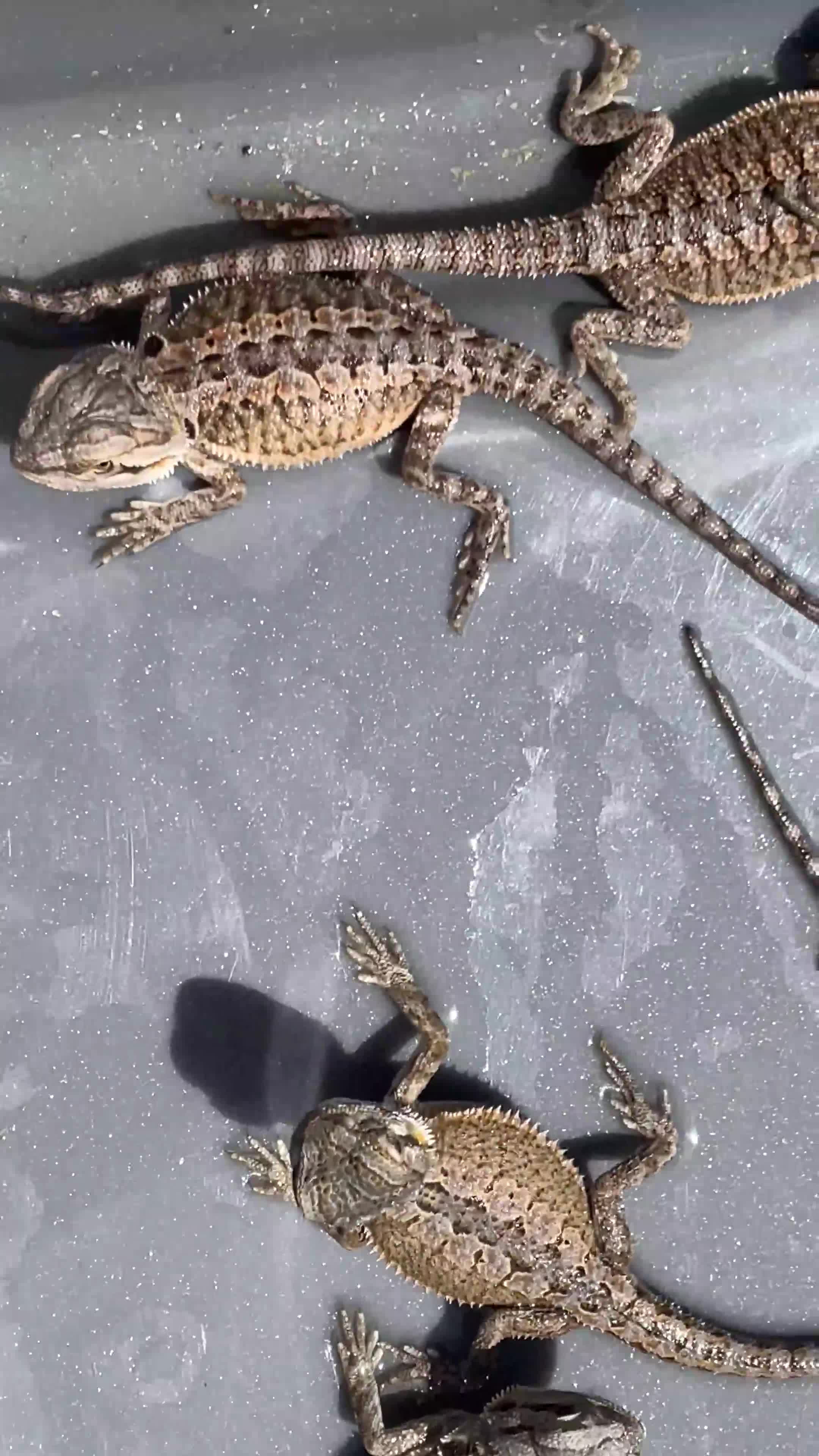 Bearded Dragon reptiles for sale: Bearded dragons  in Dover - Video 1