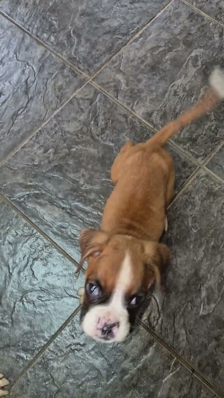 Boxer dogs for sale: Last pup brindle boy - Video 1