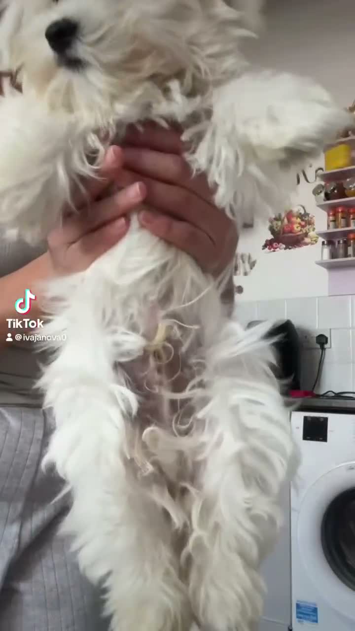 Maltese dogs for sale: Maltese ready looking for a new home - Video 1