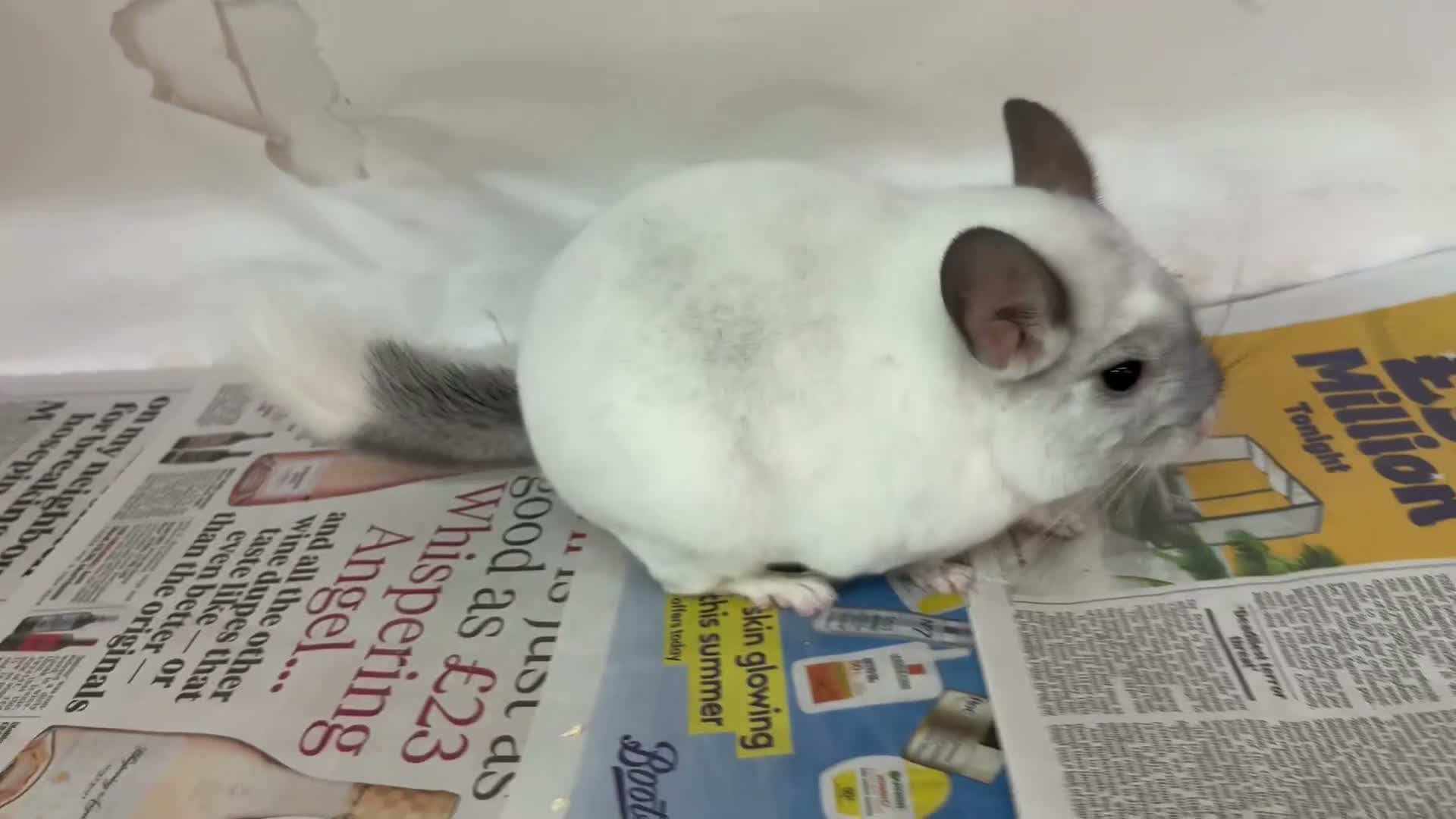 Chinchilla rodents for sale: Whitey, fabulous Wilson White boy - Video 1