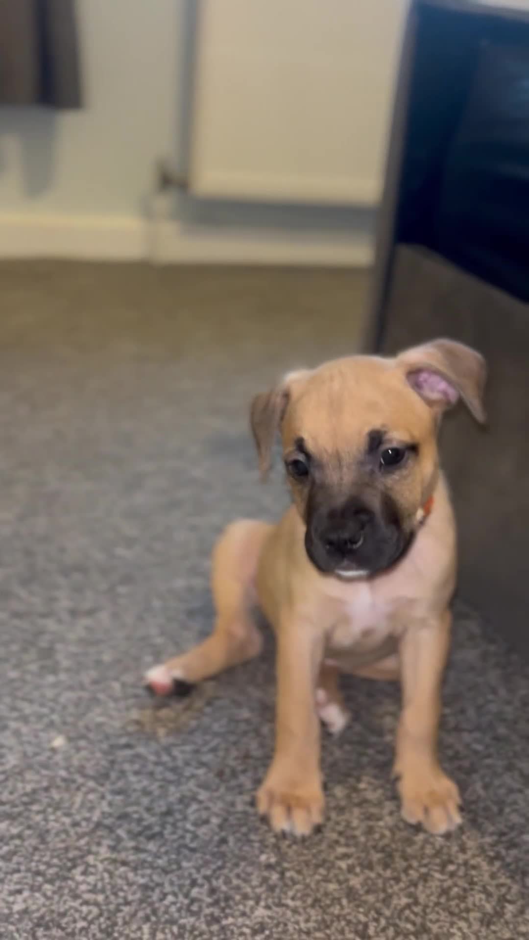 American Bull Staffy dogs for sale: American Bull Staffs - Video 1