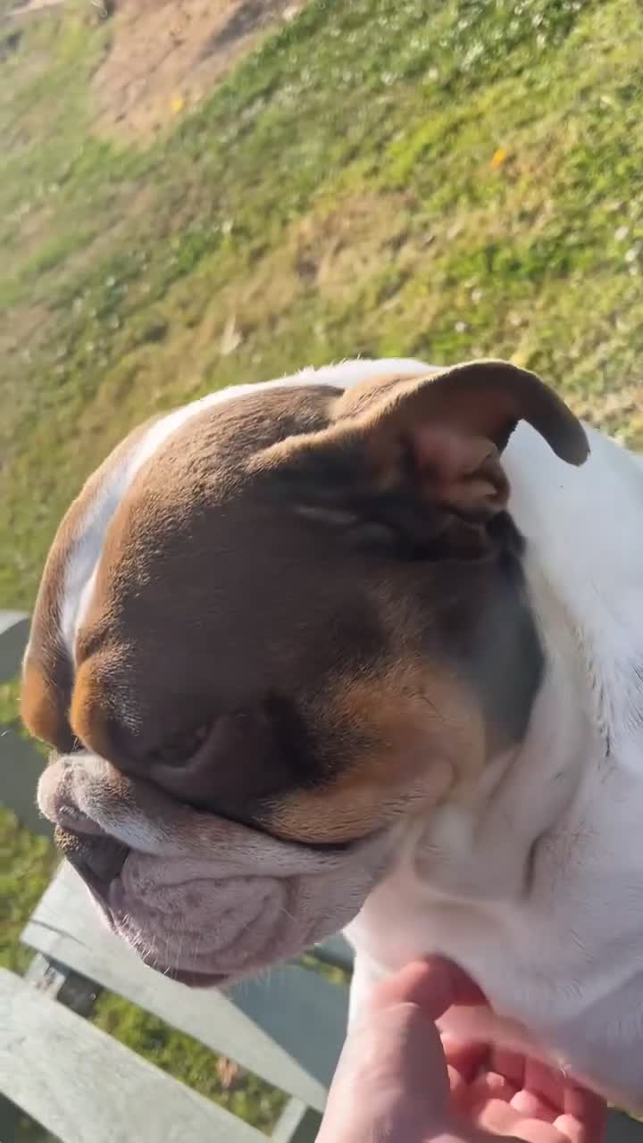 English Bulldog dogs for sale: English bulldog - Video 1