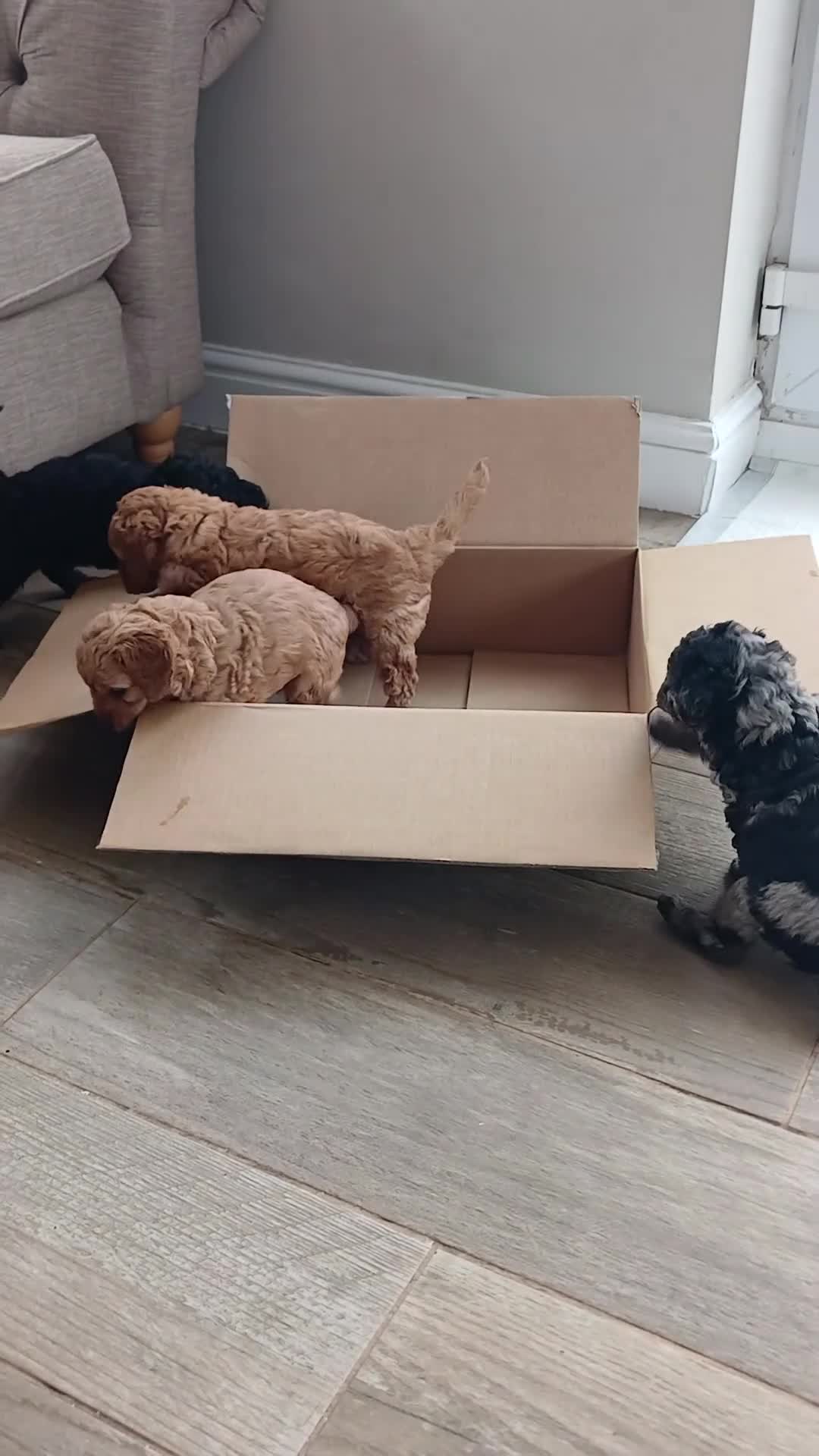 Labradoodle dogs for sale: ✨️F1bb miniture labradoodles✨️ - Video 1