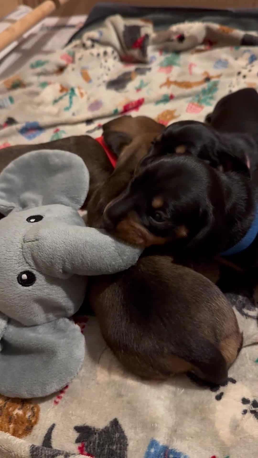 Miniature Dachshund dogs for sale: 1 dog left! Ready now. KC reg - Video 1