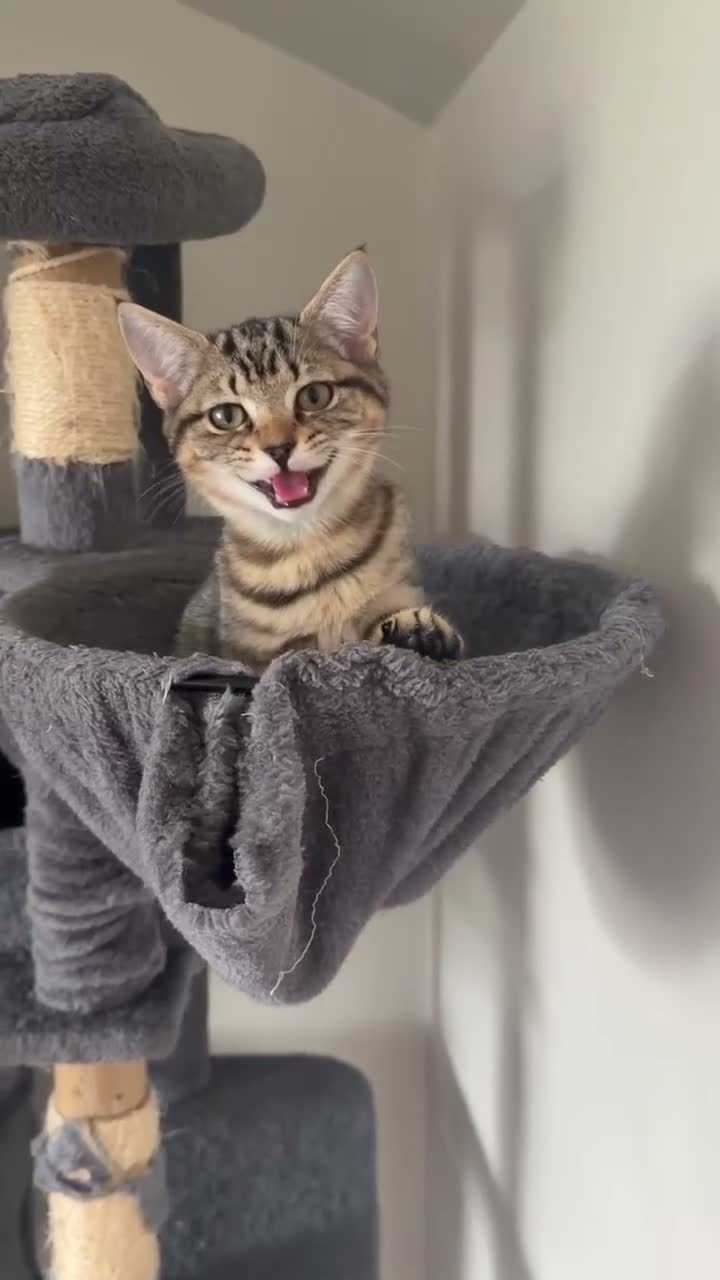 Mixed Breed cats for sale: 🐾 Beautiful Little Female Kitten 🐾❤️ - Video 1