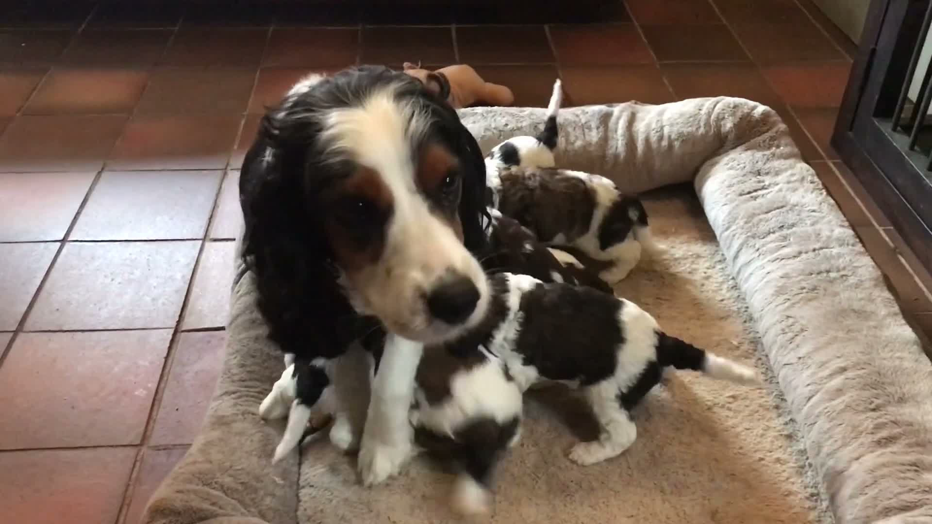 Mixed Breed dogs for sale: Rare Parti Colour CockalierPoos 5* breeder of 25yr - Video 3