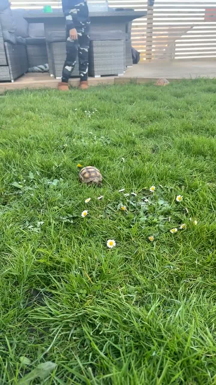 Tortoise reptiles for sale: Sulcata tortoise baby in Swansea - Video 1