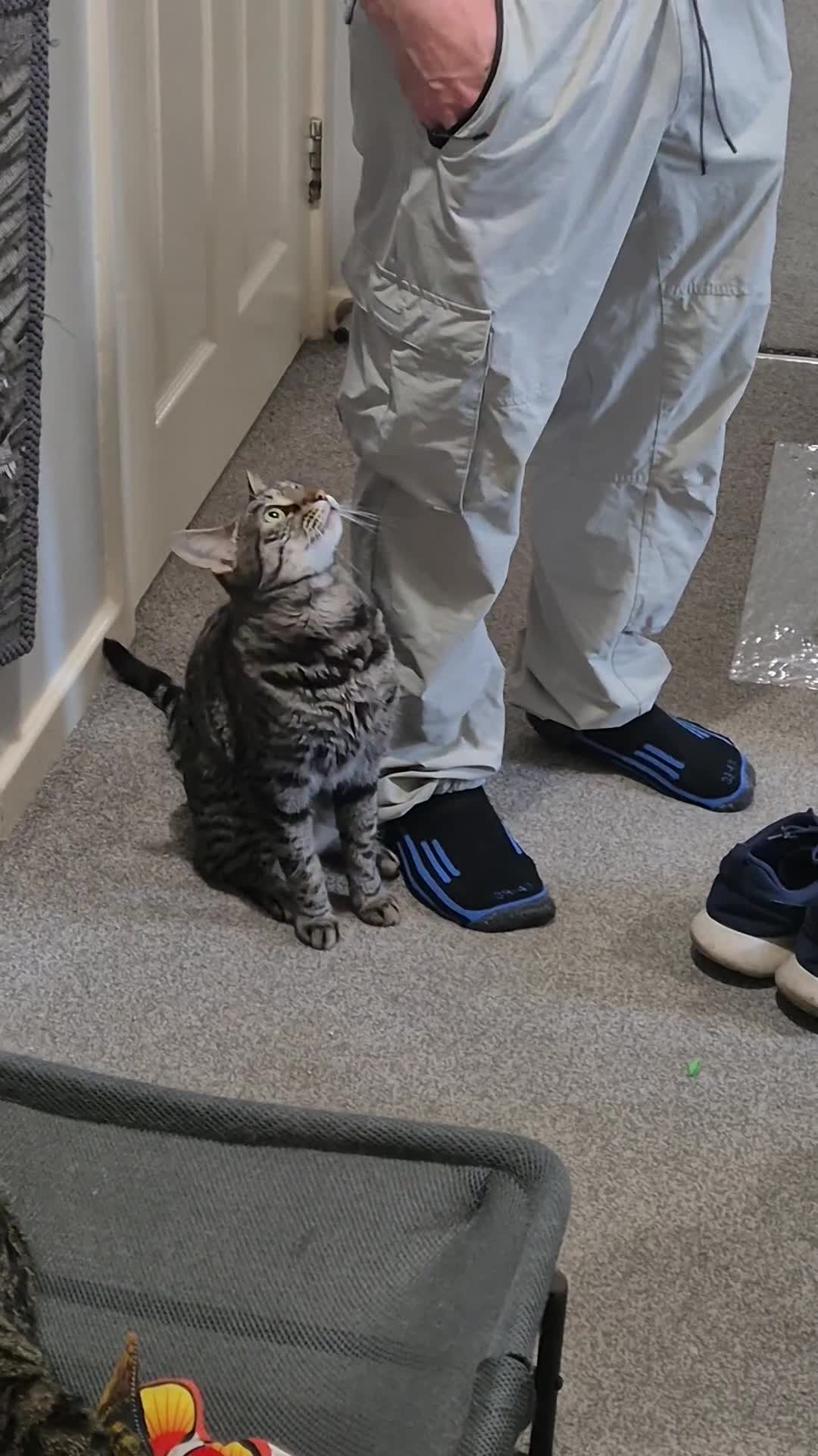 Mixed Breed cats for sale: Handsome Bengal X Domestic Shorthair (Indoor Cat) - Video 1
