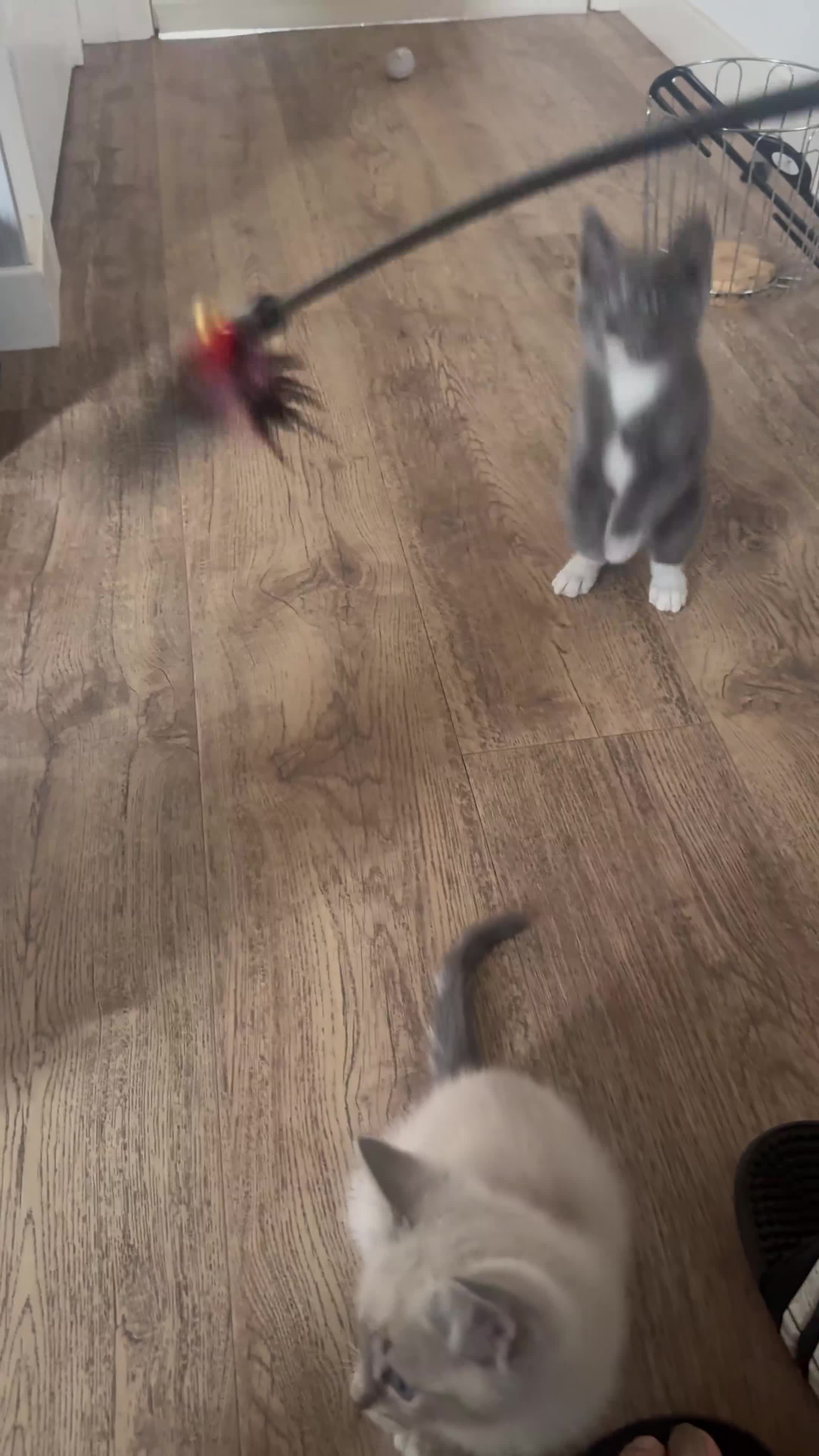 Ragdoll cats for sale: Adorable Ragdoll Kittens - Video 1