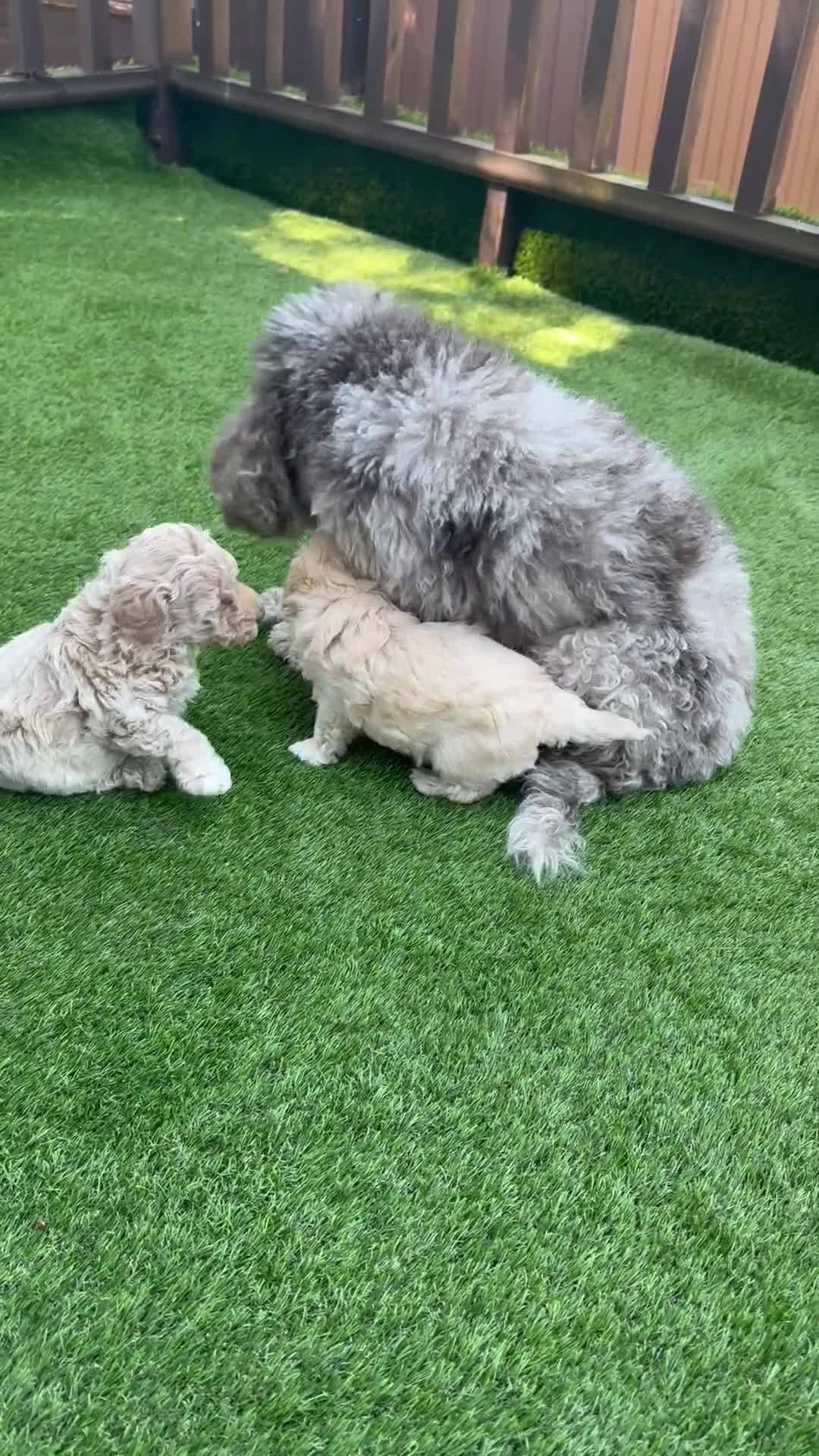 Maltipoo dogs for sale: Adorable F1B Maltipoo Puppy / 1 boy left / reduced - Video 2
