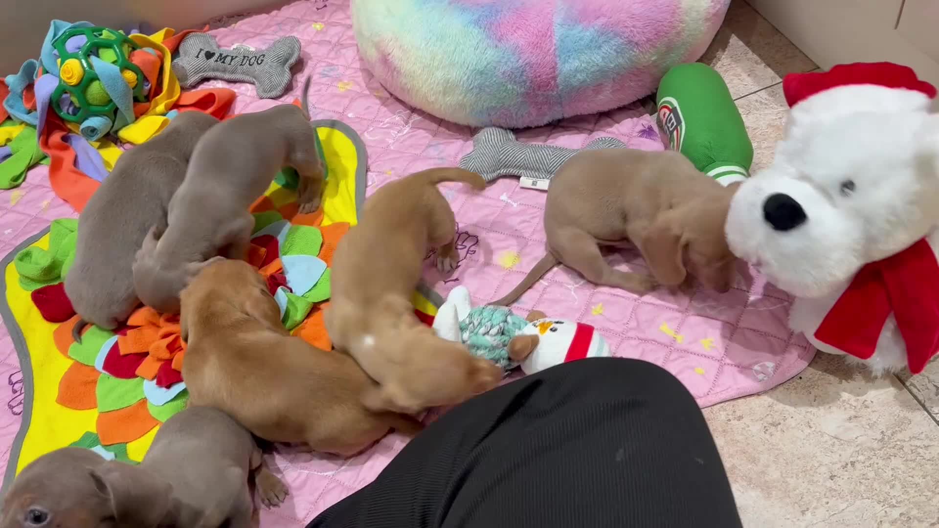 Miniature Dachshund dogs for sale: Beautiful Mini Dachshunds Pups 5 Star ⭐ Licensed - Video 1