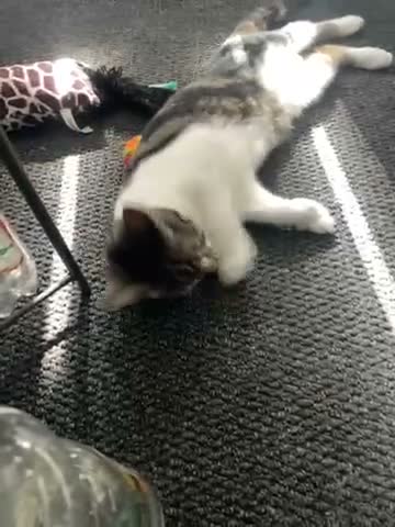 Mixed Breed cats for sale: Mixed breed  - Video 1