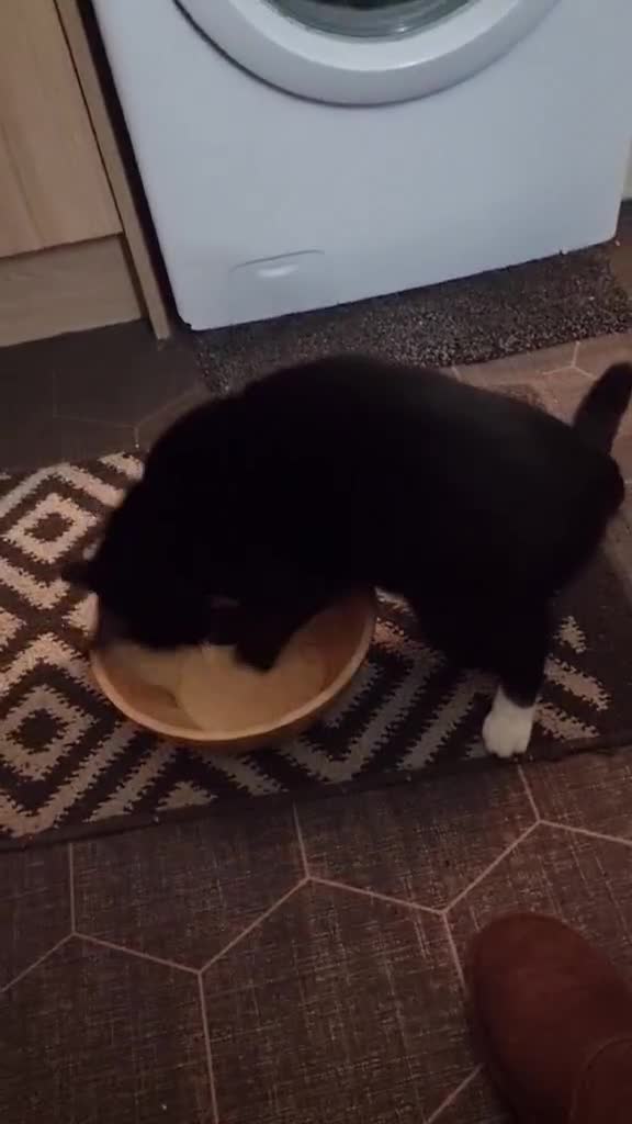 Mixed Breed cats for sale: Beautiful boy - Video 1