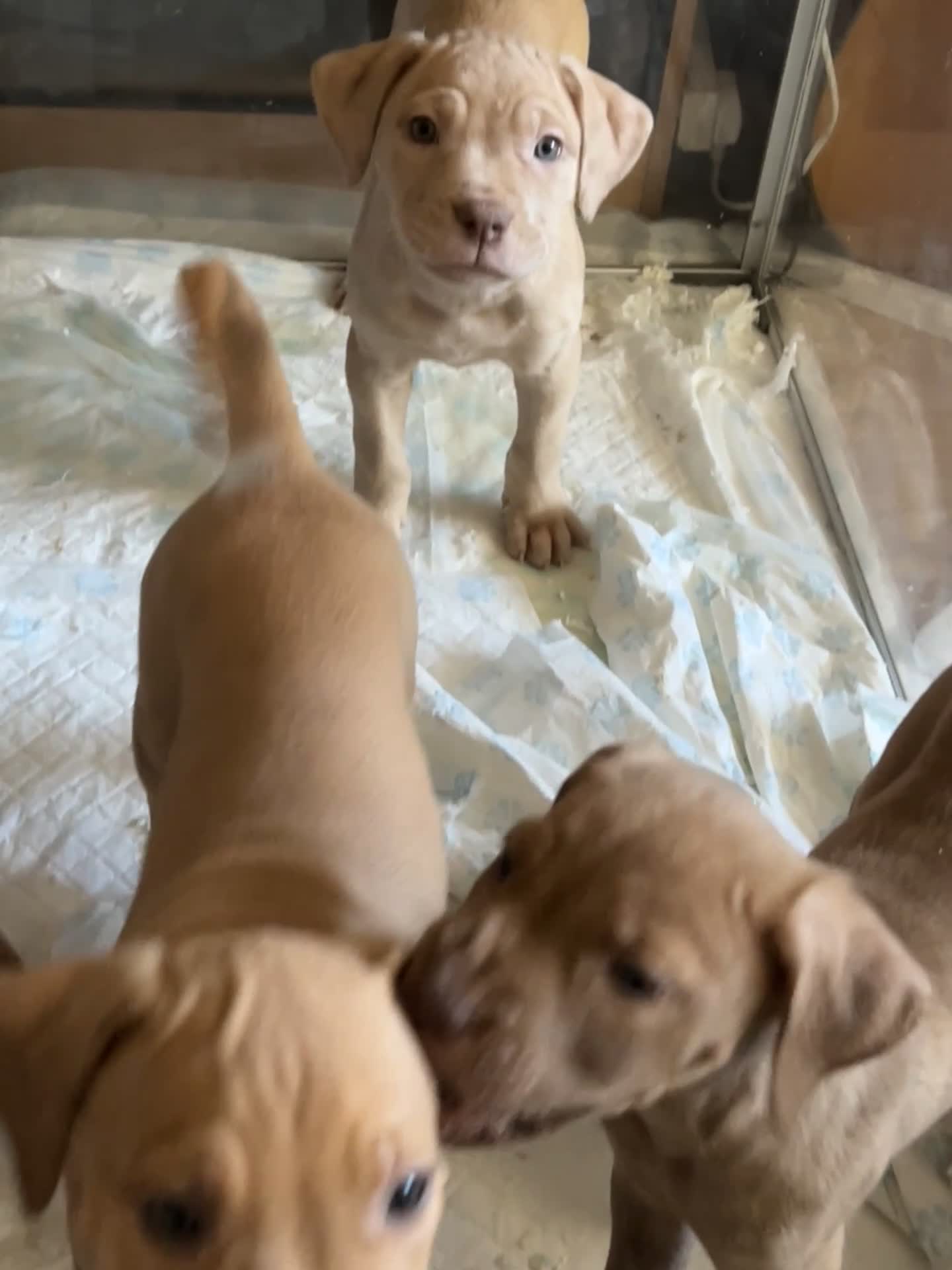 Mastiff dogs for sale: Mastiff X Pups - Video 2