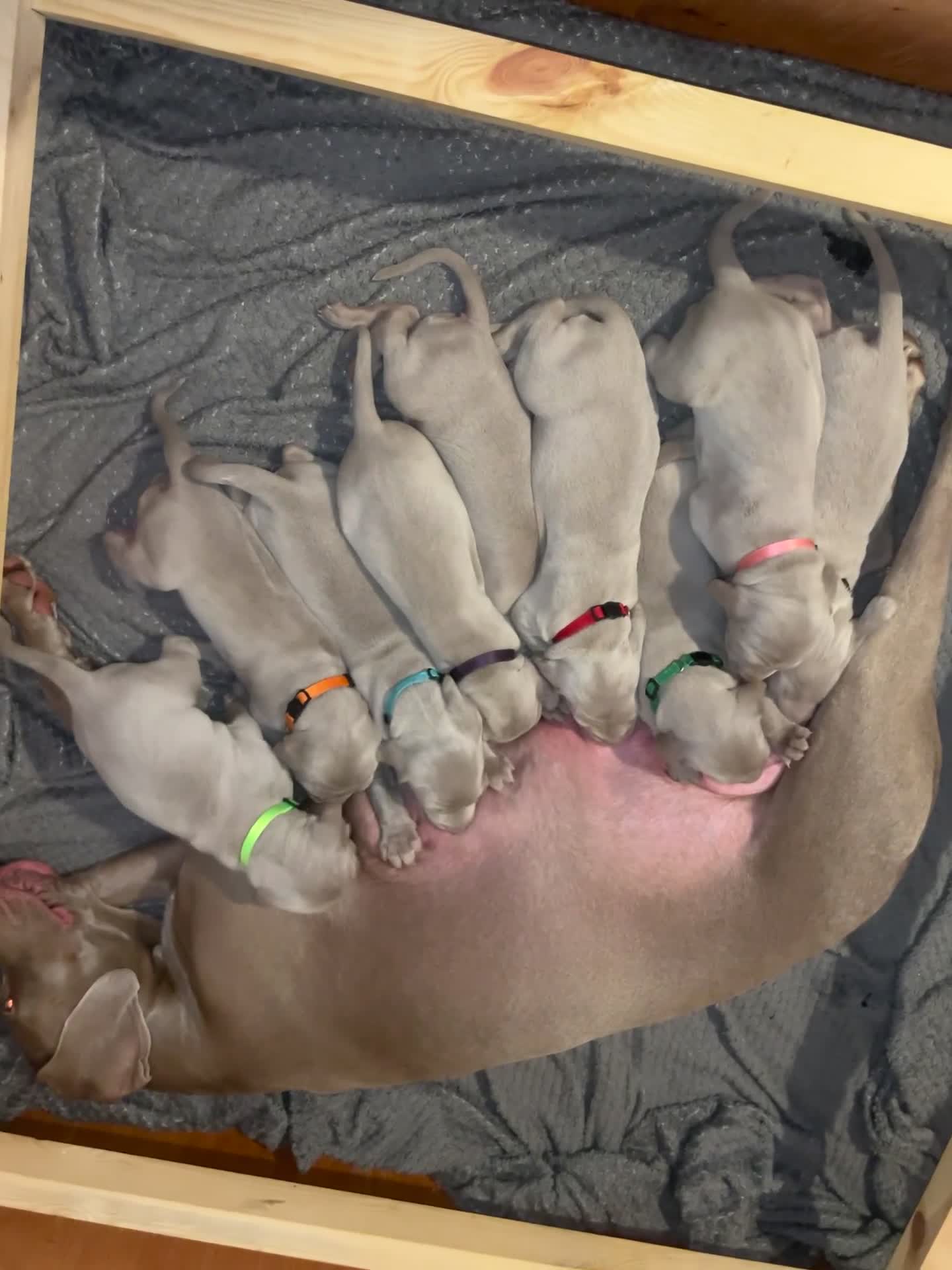 Weimaraner dogs for sale: Weimaraner litter - Video 1