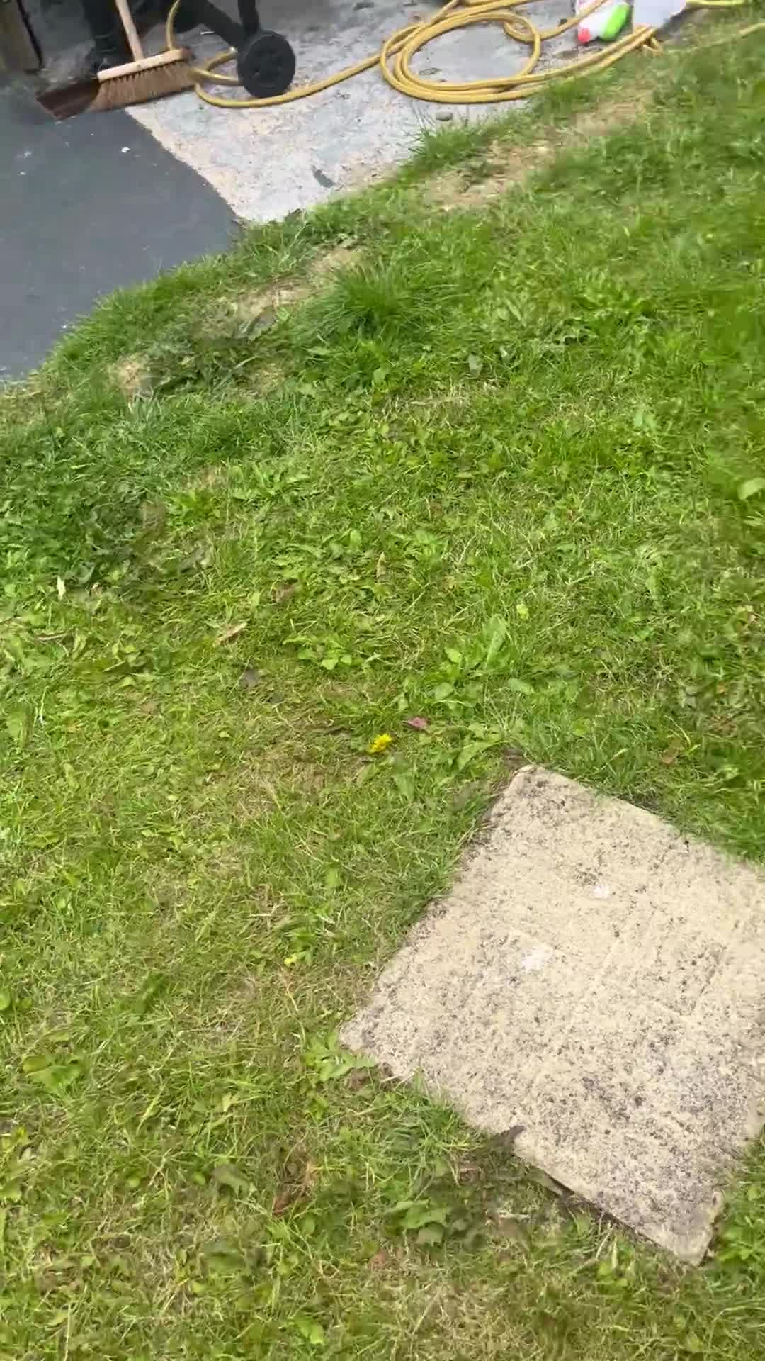 French Bulldog dogs for sale: French bulldog  - Video 2