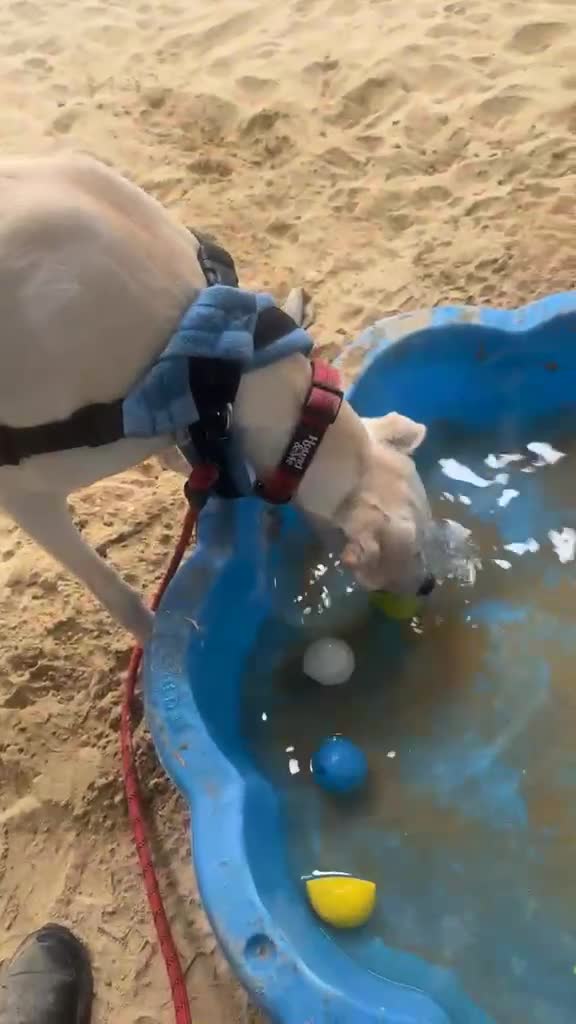 Lurcher dogs for adoption: Pirelli - Video 1