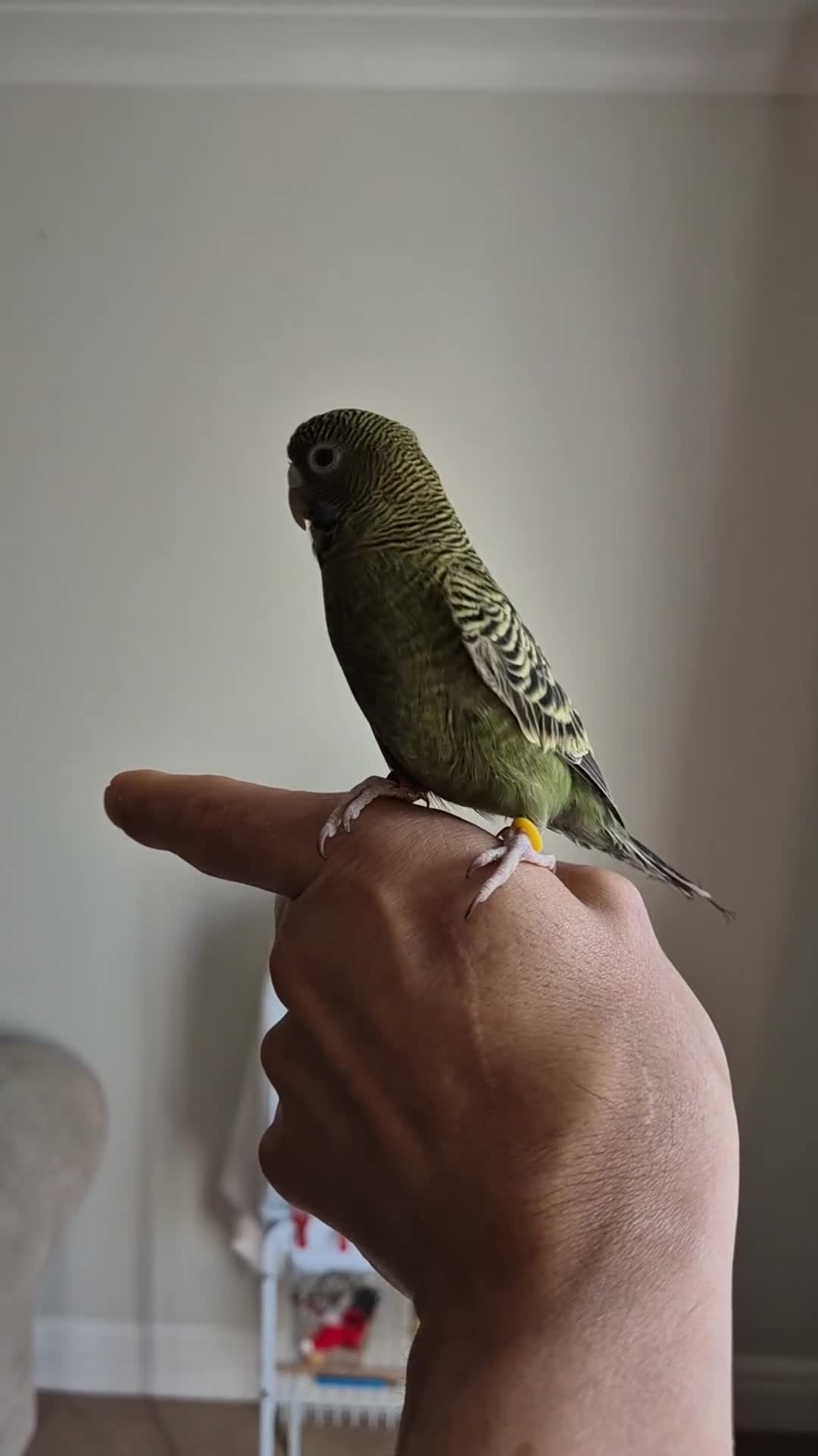 Budgerigars birds for sale: Tamed budgies  - Video 1