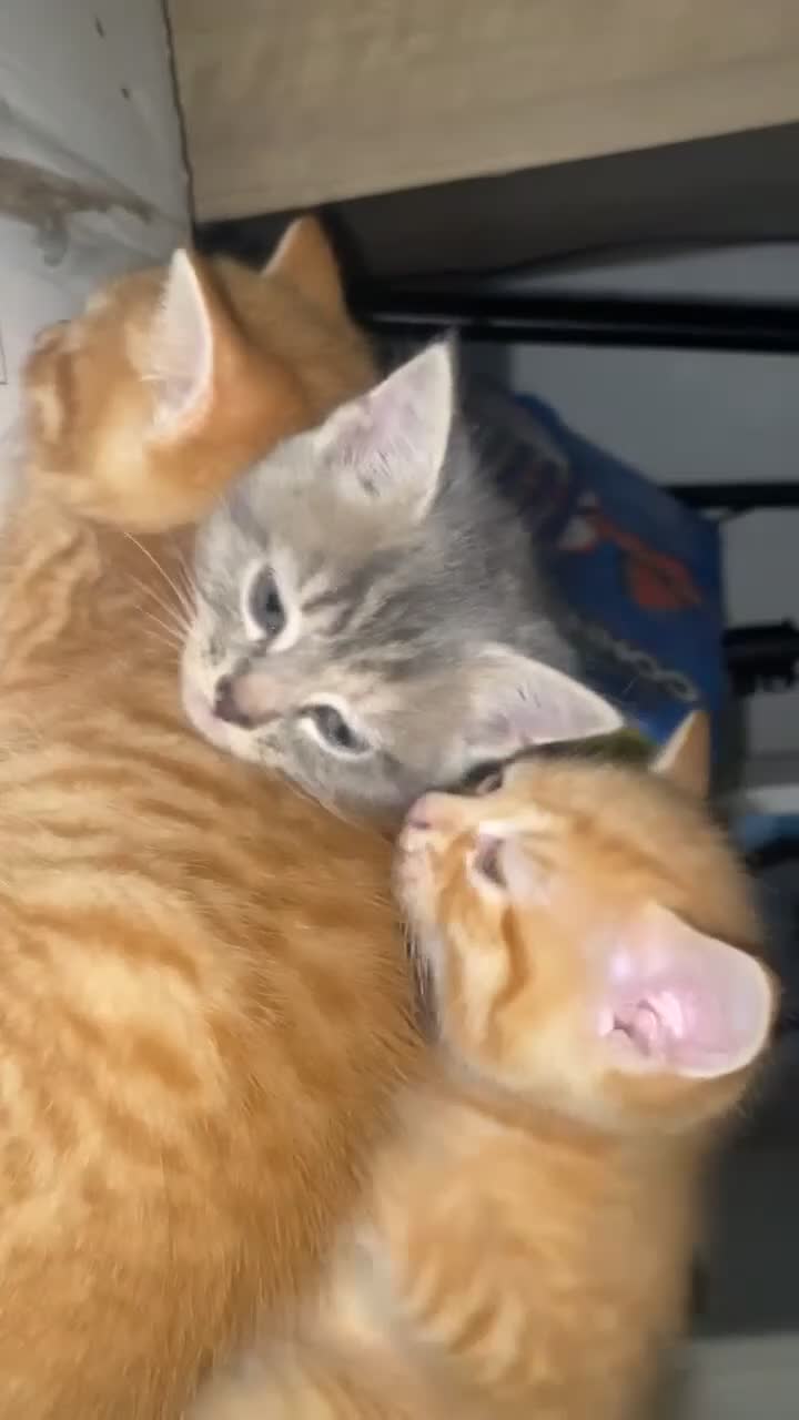 British Shorthair cats for sale: 3 Beautiful Sister - Video 1