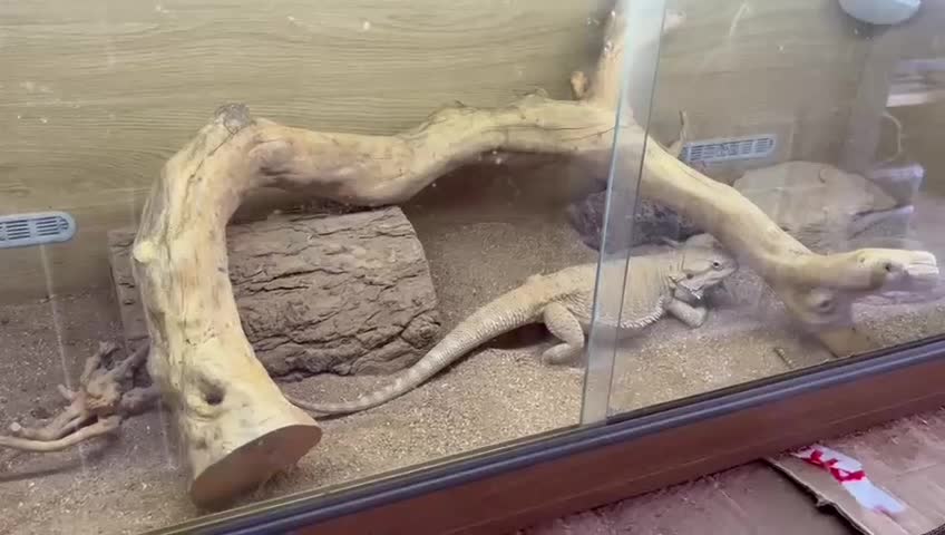 Bearded Dragon reptiles for sale: Bearded dragon + vivarium with accessories  - Video 2
