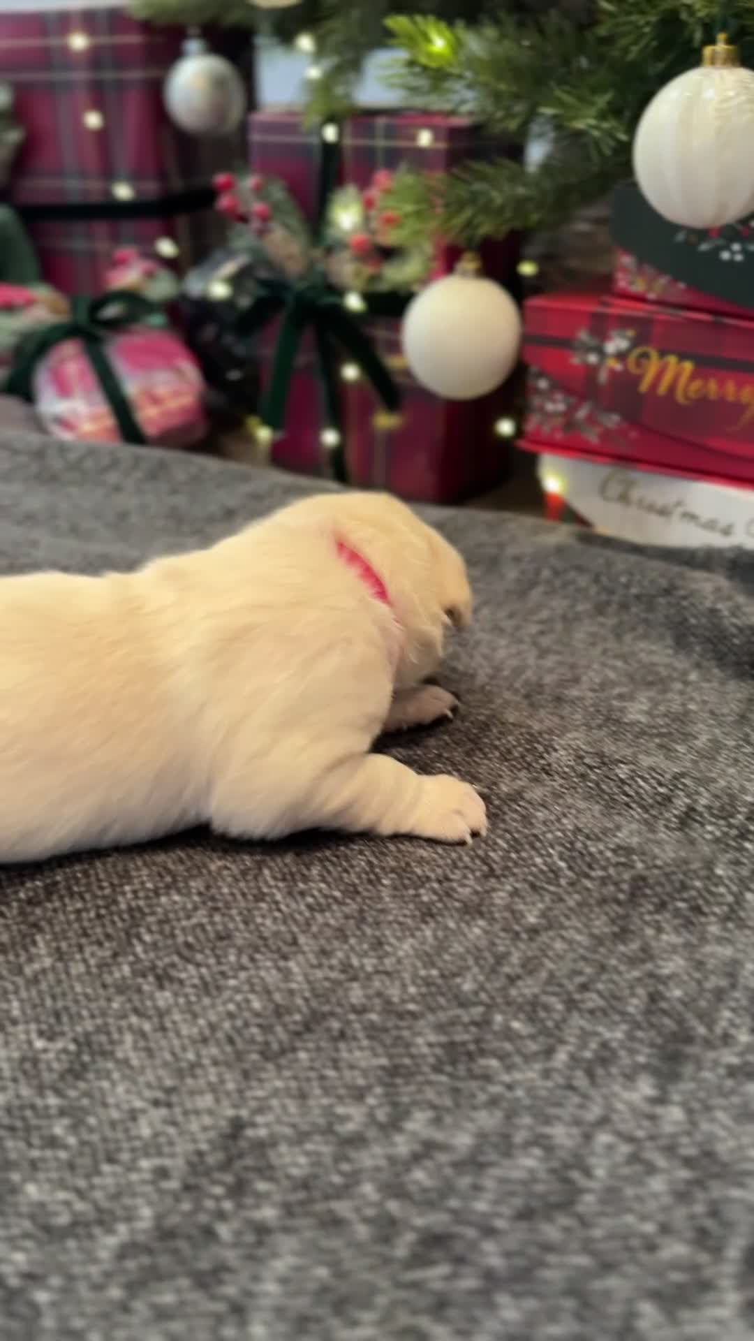 Labrador Retriever dogs for sale: Labrador Puppies - 1 Male & 3 Females Available - Video 3