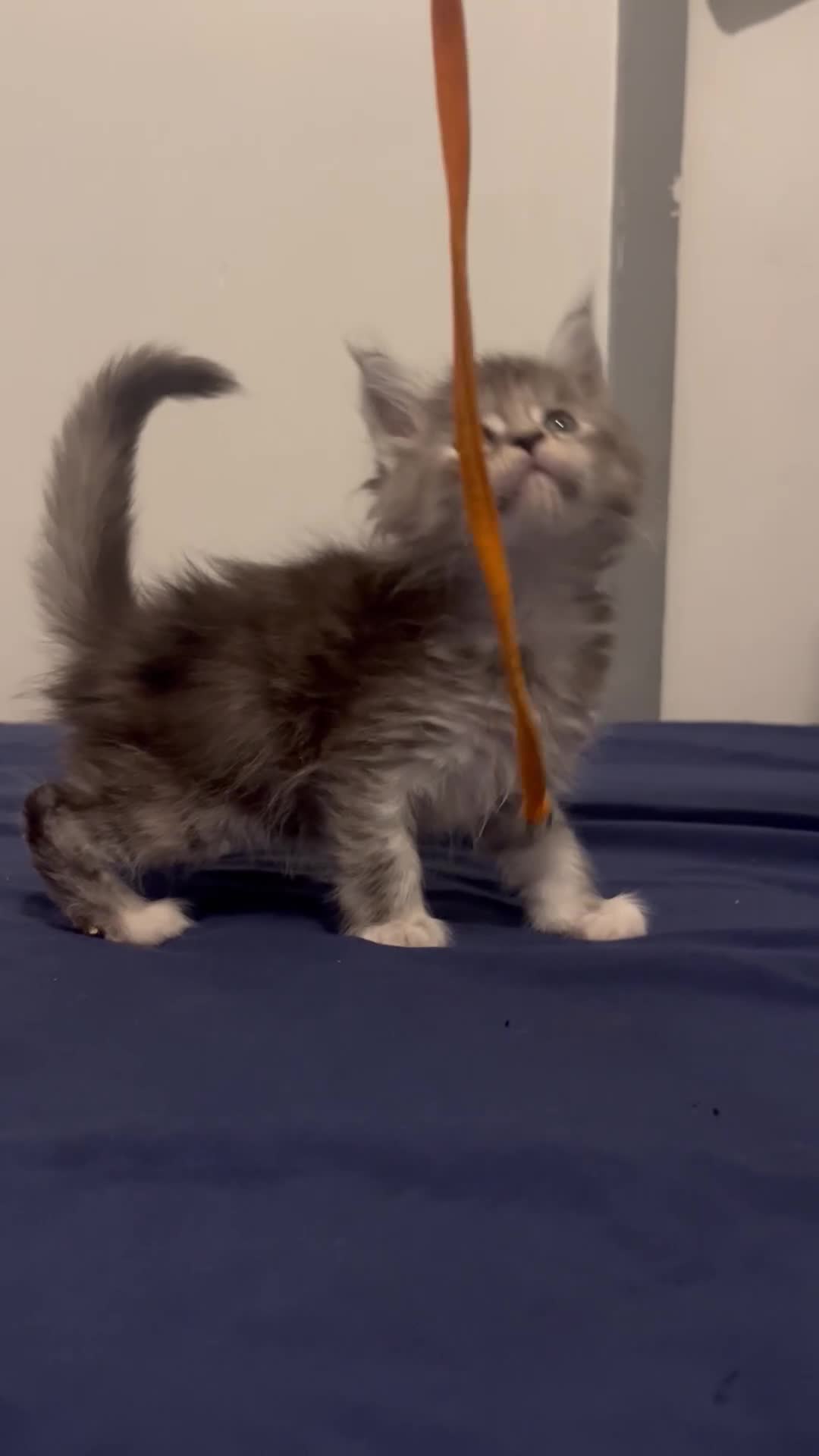 Maine Coon cats for sale: Beautiful Maine Coon Kittens  - Video 1