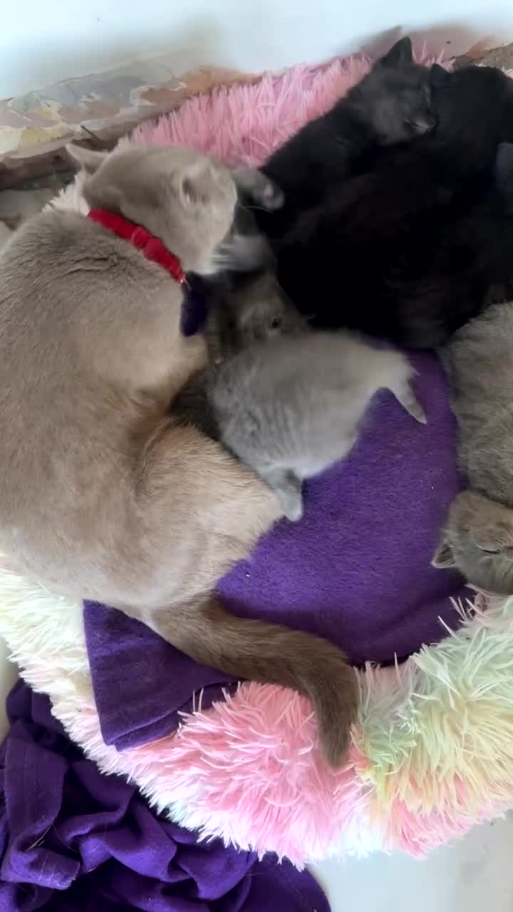 British Shorthair cats for sale: Beautiful Lilac & Black British shorthair kittens - Video 1