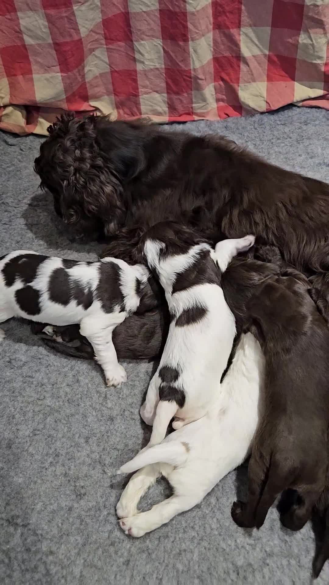 Cocker Spaniel dogs for sale: Gorgeous Show type Cocker Spaniel puppies - Video 2