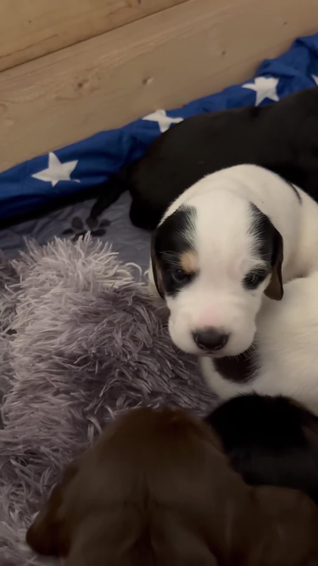 Bocker dogs for sale: 4 lovely boys available  - Video 1