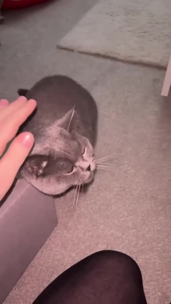 British Shorthair cats for sale: Female Pure British Blue  - Video 1