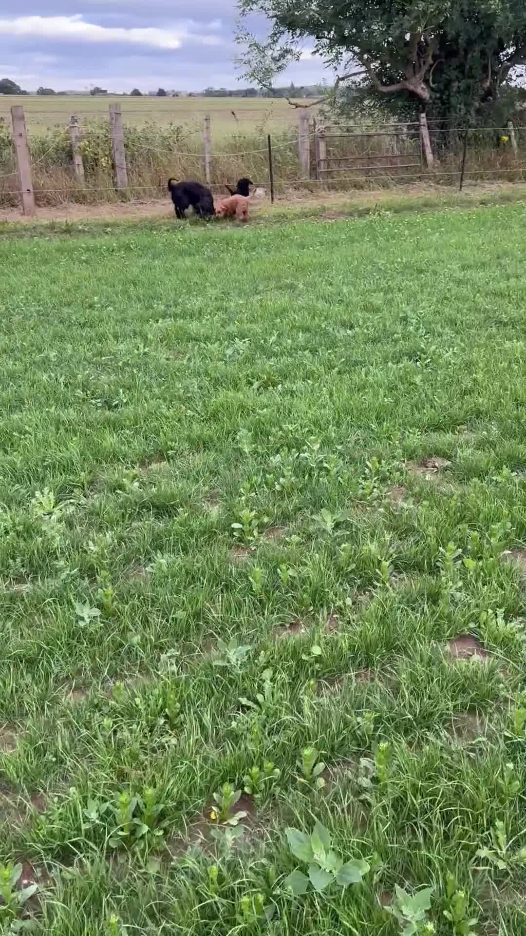 Cockapoo dogs for sale: Gorgeous quality health checked F1 Cockapoos  in Market Drayton - Video 1
