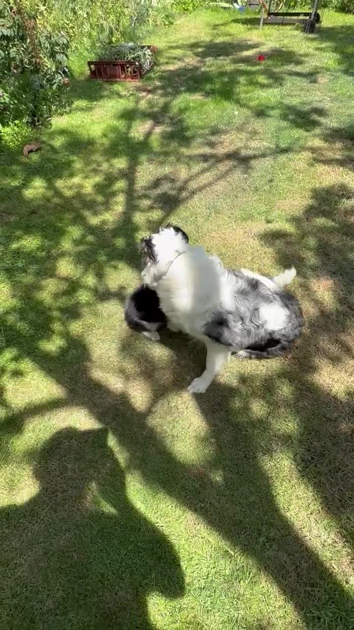 Border Collie dogs for sale: Litter of three striking Border Collie puppies  in Witney - Video 3