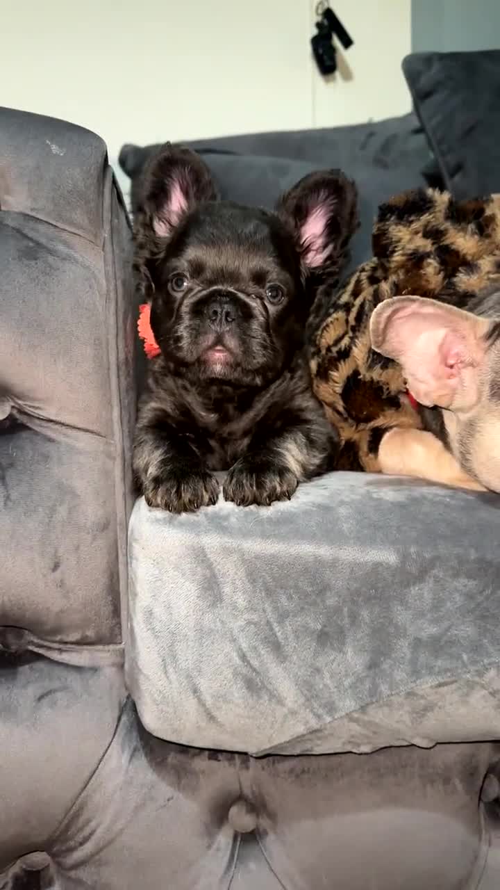 French Bulldog dogs for sale: Black fluffy French bulldog female  - Video 4