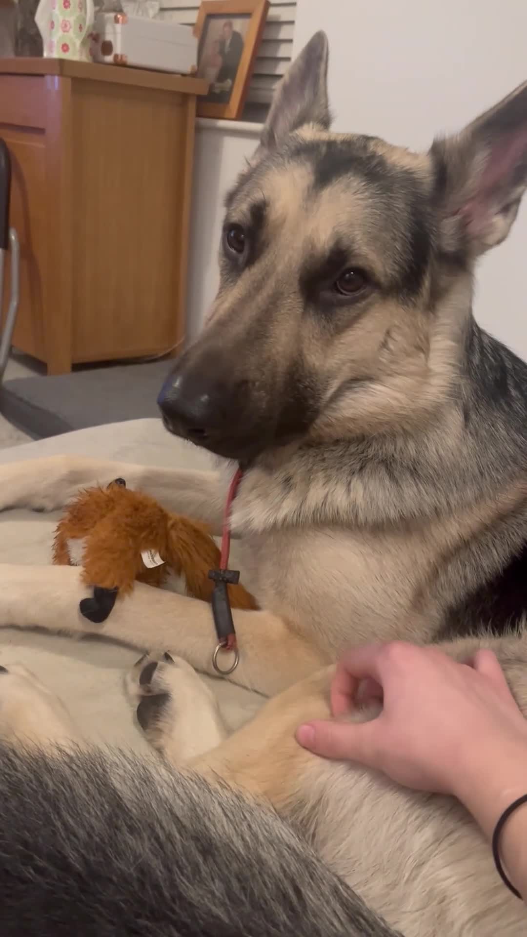 German Shepherd dogs for sale: Male German shepherd for rehoming - Video 1